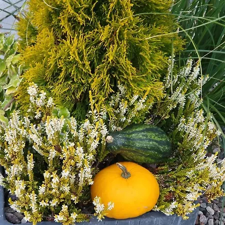 Trzesawisko アパート *