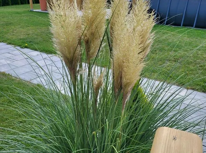 Apartmán Trzesawisko *