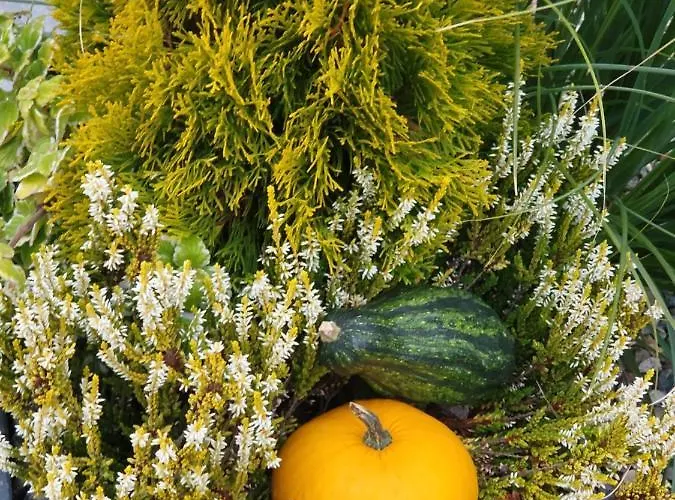 Trzesawisko Апартаменты *